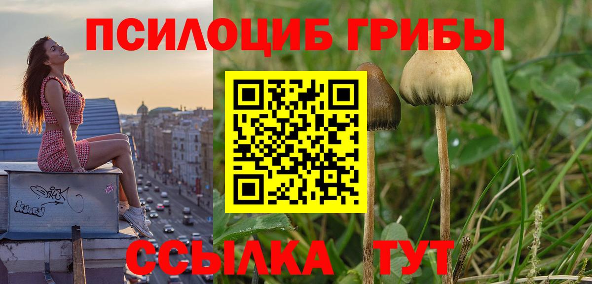 Псилоцибиновые грибы Psilocybe Отрадное